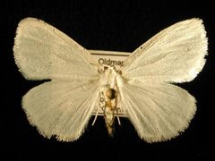 Cabera variolaria by Jeremy deWaard, University of British Columbia. Used under a CC BY 3.0 license.