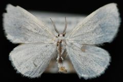 Cabera variolaria1 by Jeremy deWaard, University of British Columbia. Used under a CC BY 3.0 license.