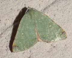 Chloraspilates bicoloraria P1090406a by 
xpda. Used under a CC BY-SA 4.0 license.