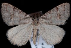 Drepanulatrix quadraria by Jeremy deWaard, University of British Columbia. Used under a CC BY 3.0 license.