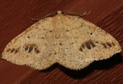 Drepanulatrix secundaria 01 by CBG Photography Group, Centre for Biodiversity Genomics. Used under a CC0 license.