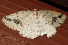 Drepanulatrix secundaria 02 by CBG Photography Group, Centre for Biodiversity Genomics. Used under a CC0 license.