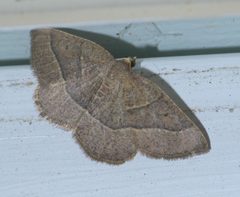 Episemasia cervinaria P1630089a by 
xpda. Used under a CC BY-SA 4.0 license.