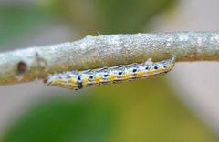 Episemasia solitaria by Sesamehoneytart. Used under a CC BY-SA 4.0 license.