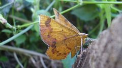 Erastria decrepitaria by Fernanda Hisi. Used under a CC BY-SA 4.0 license.
