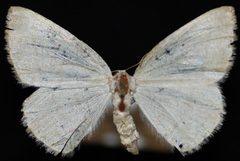 Eudrepanulatrix rectifascia by Jeremy deWaard, University of British Columbia. Used under a CC BY 3.0 license.