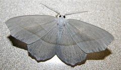 Campaea perlata by Cody Hough. Used under a CC BY-SA 3.0 license.