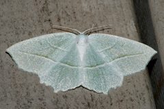 Campaea perlata 01 by CBG Photography Group, Centre for Biodiversity Genomics. Used under a CC0 license.
