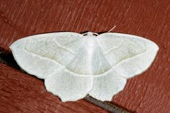 Campaea perlata 02 by CBG Photography Group, Centre for Biodiversity Genomics. Used under a CC0 license.