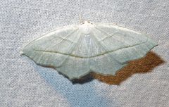 Campaea perlata 1 by Jacy Lucier. Used under a CC BY-SA 4.0 license.
