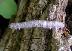 Campaea perlata larva by Jacy Lucier. Used under a CC BY-SA 4.0 license.