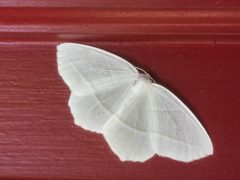 Pale Beauty Boone NC by NCBioTeacher. Used under a CC0 license.