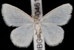 Protitame virginalis by Jeremy deWaard, University of British Columbia. Used under a CC BY 3.0 license.