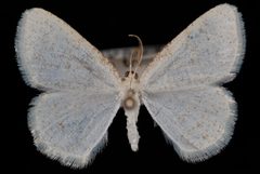 Protitame virginalis1 by Jeremy deWaard, University of British Columbia. Used under a CC BY 3.0 license.