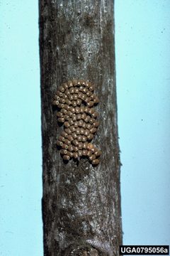Ennomos subsignaria eggs by Arnold T. Drooz. Used under a CC BY 3.0 us license.