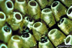 Ennomos subsignaria eggs1 by Arnold T. Drooz. Used under a CC BY 3.0 us license.