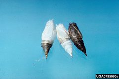 Ennomos subsignaria pupae by Arnold T. Drooz. Used under a CC BY 3.0 us license.