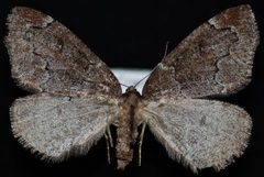Spodolepis danbyi by Jeremy deWaard, University of British Columbia. Used under a CC BY 3.0 license.