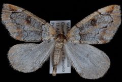 Spodolepis danbyi1 by Jeremy deWaard, University of British Columbia. Used under a CC BY 3.0 license.