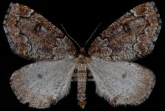 Epirranthis substriataria by Jeremy deWaard, University of British Columbia. Used under a CC BY 3.0 license.
