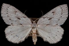 Philedia punctomacularia by Jeremy deWaard, University of British Columbia. Used under a CC BY 3.0 license.