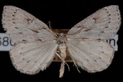 Philedia punctomacularia1 by Jeremy deWaard, University of British Columbia. Used under a CC BY 3.0 license.
