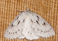 Philedia punctomacularia 01 by CBG Photography Group, Centre for Biodiversity Genomics. Used under a CC0 license.