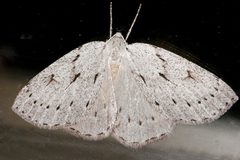 Philedia punctomacularia 02 by CBG Photography Group, Centre for Biodiversity Genomics. Used under a CC0 license.