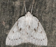 Philedia punctomacularia 03 by CBG Photography Group, Centre for Biodiversity Genomics. Used under a CC0 license.