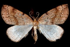 Thallophaga hyperborea by Jeremy deWaard, University of British Columbia. Used under a CC BY 3.0 license.