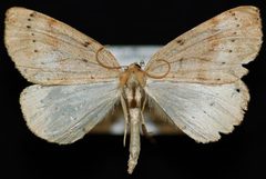 Thallophaga hyperborea1 by Jeremy deWaard, University of British Columbia. Used under a CC BY 3.0 license.