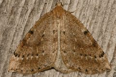 Thallophaga hyperborea2 by CBG Photography Group, Centre for Biodiversity Genomics. Used under a CC0 license.