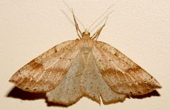 Thallophaga hyperborea3 by CBG Photography Group, Centre for Biodiversity Genomics. Used under a CC0 license.