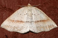 Thallophaga taylorata 01 by CBG Photography Group, Centre for Biodiversity Genomics. Used under a CC0 license.