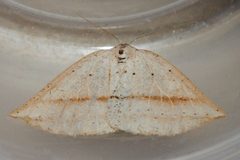 Thallophaga taylorata 02 by CBG Photography Group, Centre for Biodiversity Genomics. Used under a CC0 license.