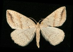 Thallophaga taylorata 03 by CBG Photography Group, Centre for Biodiversity Genomics. Used under a CC0 license.