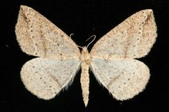 Thallophaga taylorata 04 by CBG Photography Group, Centre for Biodiversity Genomics. Used under a CC0 license.