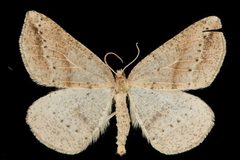 Thallophaga taylorata 05 by CBG Photography Group, Centre for Biodiversity Genomics. Used under a CC0 license.