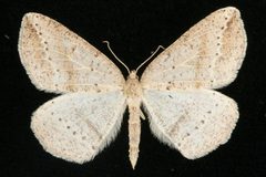 Thallophaga taylorata 06 by CBG Photography Group, Centre for Biodiversity Genomics. Used under a CC0 license.