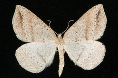 Thallophaga taylorata 07 by CBG Photography Group, Centre for Biodiversity Genomics. Used under a CC0 license.