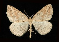 Thallophaga taylorata 08 by CBG Photography Group, Centre for Biodiversity Genomics. Used under a CC0 license.