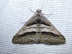 Digrammia atrofasciata by Sam Kieschnick. Used under a CC BY 4.0 license.