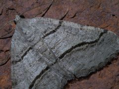 Digrammia continuata P1440879a by 
xpda. Used under a CC BY-SA 4.0 license.