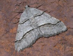 Digrammia continuata P1440880a by 
xpda. Used under a CC BY-SA 4.0 license.