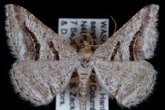 Digrammia curvata by Jeremy deWaard, University of British Columbia. Used under a CC BY 3.0 license.