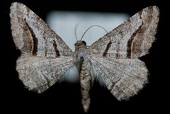 Digrammia curvata1 by Jeremy deWaard, University of British Columbia. Used under a CC BY 3.0 license.