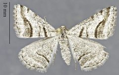 Digrammia curvata DPG1HEXA0003702 by Dugway Proving Ground Natural History Collection. Used under a CC0 license.