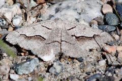 Digrammia decorata by CBG Photography Group, Centre for Biodiversity Genomics. Used under a CC0 license.