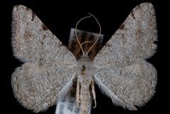Digrammia delectata by Jeremy deWaard, University of British Columbia. Used under a CC BY 3.0 license.