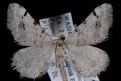 Digrammia delectata1 by Jeremy deWaard, University of British Columbia. Used under a CC BY 3.0 license.